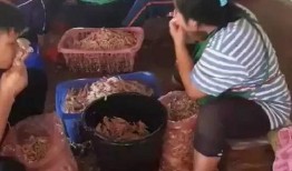 爆料无骨鸡脚视频播放,揭秘美食制作新潮流