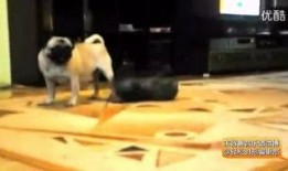 动物搞笑爆料视频大全,动物界的欢乐时光大盘点